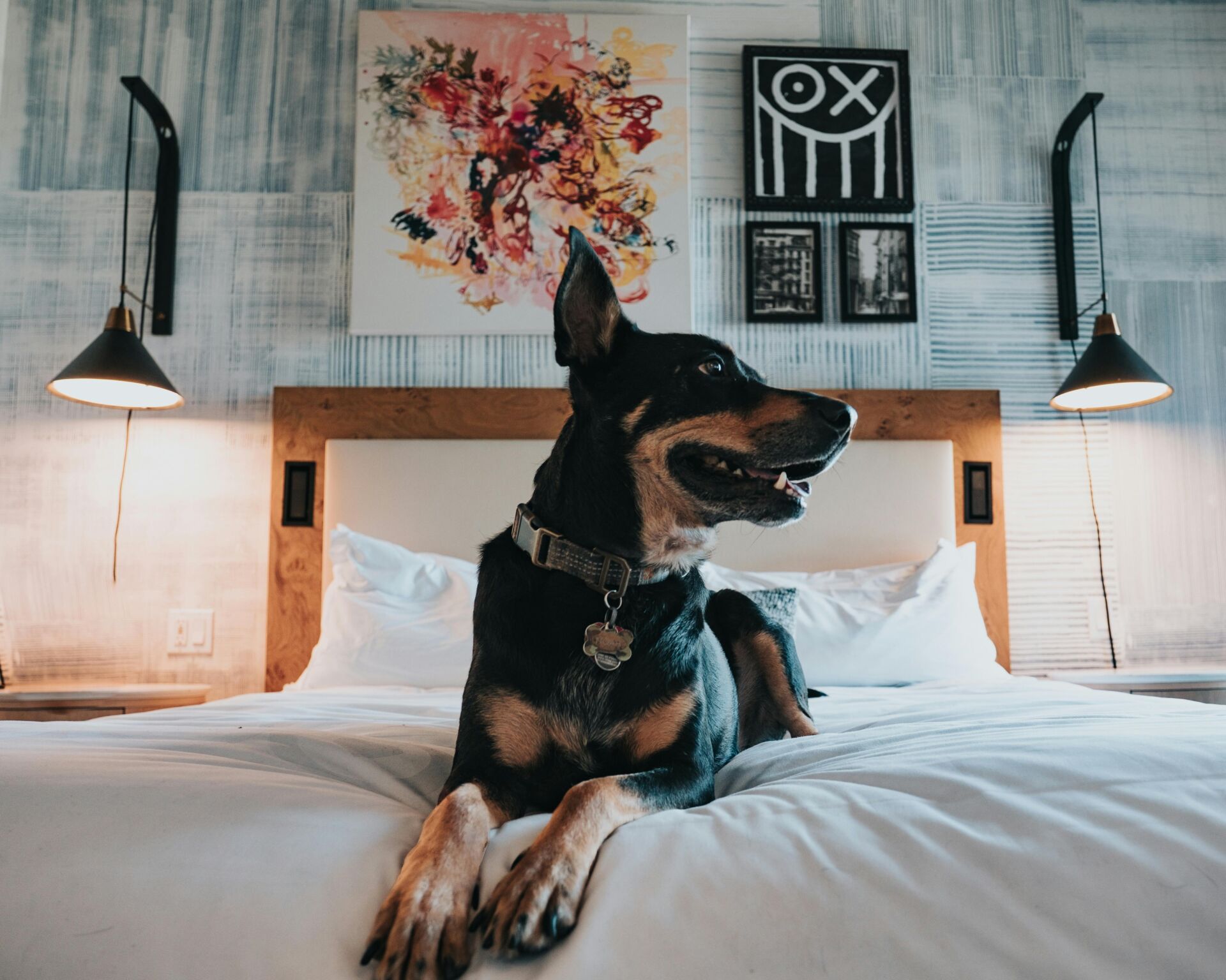 dogs in hotel