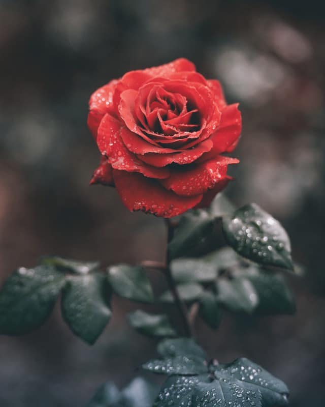 A red Rose